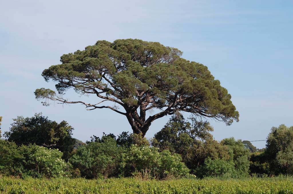 Chateau De La Clapiere Hyères Eksteriør billede